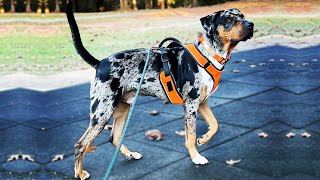 THE CATAHOULA LEOPARD DOG  FIERCE WILDLIFE PROTECTION DOG [upl. by Akieluz]