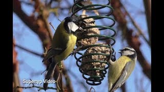 Vogelfütterung im Winter [upl. by Araid]