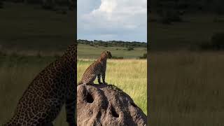 Leopard resting on top of the mound [upl. by Aranaj886]