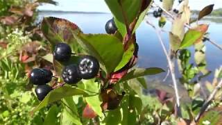 How to Identify Black Chokeberries [upl. by Ottie]