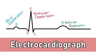 ECG Basics [upl. by Earaj192]