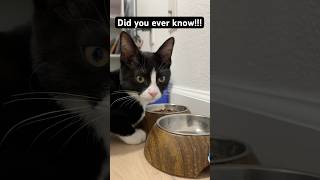 funny cat 😂 cute kitten 🥰 beautiful Bicolor cat Tuxedo funny cutecat cuteanimal cutepet [upl. by Felty]