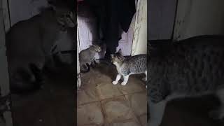 Docatlover shortvideo [upl. by Godbeare920]