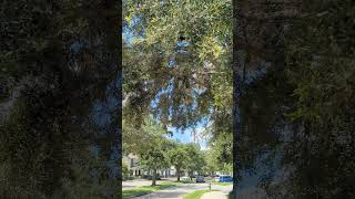 Red Shouldered Hawk Opens Beak amp Cries Over amp Over then Flies Out of Tree on Oviedo Boulevard [upl. by Ilrebmyk329]