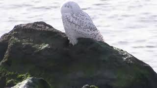 Snowy Owl in New Jersey [upl. by Ogdan461]