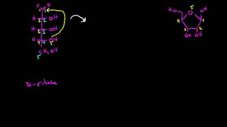 Cyclization of Sugars 1 [upl. by Merow]