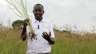 How to utilize Cholis Rhodes grass the mistakes farmers do  EP 2 256700830886780702921 [upl. by Ziladnerb160]