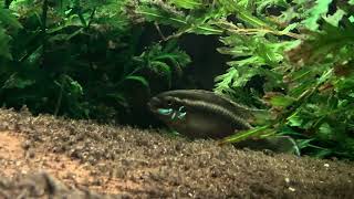 Pelvicachromis sacrimontis brood care [upl. by Hniv]