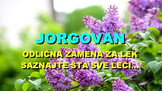 JORGOVAN  ODLIČNA ZAMENA Za LEK  SAZNAJTE Šta SVE LEČI [upl. by Etiuqal300]