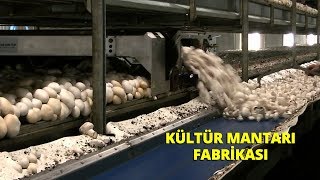 MANTAR HASADI  KÜLTÜR MANTARI FABRİKASI [upl. by Helsell]