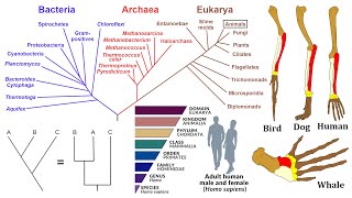 Evolutionary Biology Phylogenies Homology and Taxonomy [upl. by Brear]