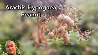 Arachis Hypogaea  Peanut  Make Nature [upl. by Kironde]