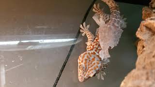 Tokay Gecko Shedding Skin [upl. by Jaynell]