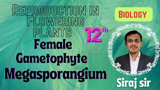 The PistilMegasporangium and Embryo Sac Class 12MegasporogenesisSexual reproduction in plants [upl. by Bailey]