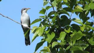 Yellowbilled Cuckoo flight slow motion May 2014 W Florida [upl. by Shurlocke298]