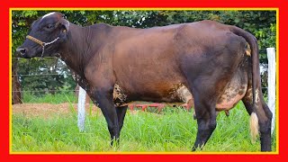 ✅🐮 Las 5 Vacas Lecheras Mas Rentables del Mundo [upl. by Ailices680]