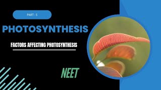 Photosynthesis in higher plants part5 Factors affecting photosynthesis [upl. by Philcox]