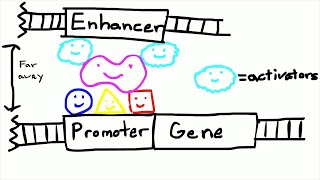 Promoters and Enhancers [upl. by Elleyoj]