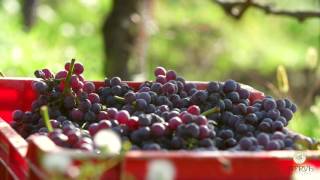 Nervi Cantine  Harvesting day in Gattinara [upl. by Lirrehs802]