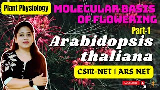 Flower Development in Arabidopsis 1 Flowering Genes CSIR NET  Floral Development in Arabidopsis [upl. by Jessee]