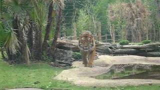 Tiger Stalking at the Zoo [upl. by Schluter]