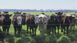 Las emisiones de metano amenazan los esfuerzos para frenar el cambio climático [upl. by Nashom545]