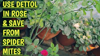 Rose Hack Simply Remove Spider Mites from Rose 1000 Guarantee Try this Part 1 check Description [upl. by Annayehc99]