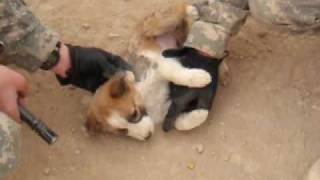 How Army Soldiers Treat Puppies [upl. by Gnuj876]