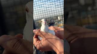 For sale kalpari madin pigeon pigeonbazi bird kabootar pigeonkabutar birdspecies kabutar [upl. by Latricia]