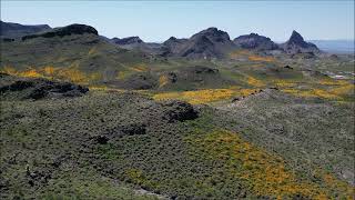 Oatman Arizona Super Bloom 2023 aerial video [upl. by Atiekahs]