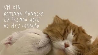 erasmo carlos  gatinha manhosa legendado [upl. by Aisetra]