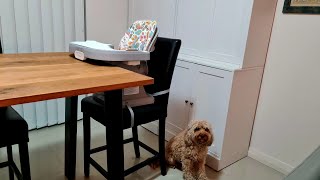 Review amp Unboxing  Fisher Price SpaceSaver High Chair Booster Seat [upl. by Tessil]