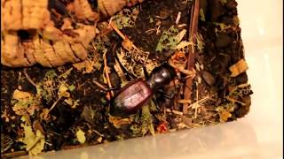 Tiger Beetles Amblycheila and Tetracha [upl. by Guimond251]