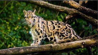 8 FELINOS MAS RAROS DEL MUNDO [upl. by Jeffry]