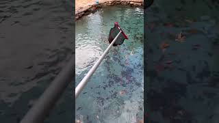 Pool Cleaning Leaf Season 🍁pool poolmaintenance poolcleaning asmrvideo hammerhead riptide [upl. by Auhoj]