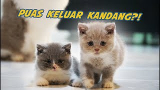 ANAK KUCING BRITISH MAIN DI DALAM RUMAH [upl. by Atsyrk]