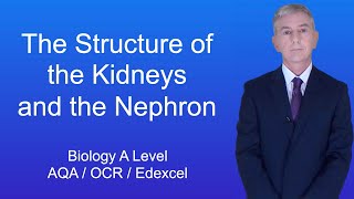 A Level Biology Revision Year 13 quotThe Structure of the Kidneys and the Nephronquot [upl. by Drofnelg336]