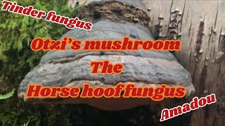 Forage horse hoof fungus  tinder fungus  Amadou [upl. by Sucam6]