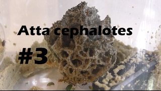 Atta cephalotes 3  Sie wächst [upl. by Ivie]