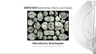 Brachiopods Video 3  EART27201  Sedimentary Rocks and Fossils [upl. by Camey]