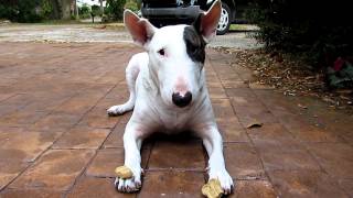 Cute Bull Terrier trick [upl. by Candice]