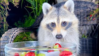 Raccoon Eating Fruit amp Ice [upl. by Lissie512]