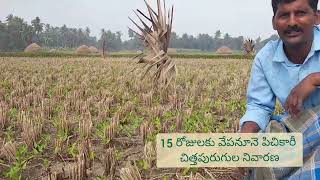 CFLD Blackgram field visit at Jaggannapeta on 9th January 2024 by BCT KVK Scientists [upl. by Steck]