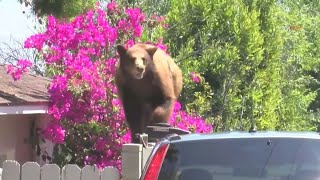 5 homes quotbroken intoquot by bear in Monrovia [upl. by Koblick]