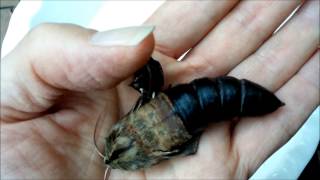 Giant Hawk Moth Pupa Hatching in a Mans Hand [upl. by Filbert]