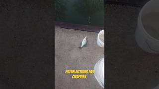 short ESTAN ACTIVAS LAS CRAPPIES buenapesca fishing pescadeportiva pescaderia [upl. by Cooperman727]