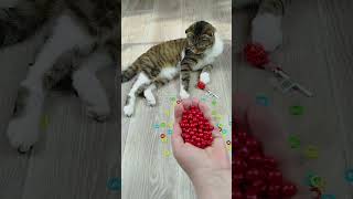 ⭕🐱❤ Funny Cat Barsik Reverse Video Marbles ASMR [upl. by Aromas]