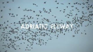 Adriatic Flyway  The Central European Route for Migratory Birds [upl. by Innoj]