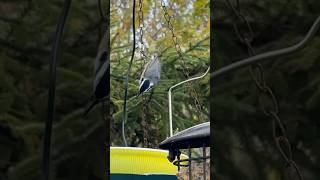 Redbreasted Nuthatch drops in for a drink birds naturelovers [upl. by Ilajna]