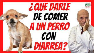 ✅ ¿QUE DARLE DE COMER A UN PERRO CON DIARREA ✅ PARA CURAR EN 5 DÍAS [upl. by Ettevol697]